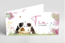 border collie bij mandje border collie bij mandje